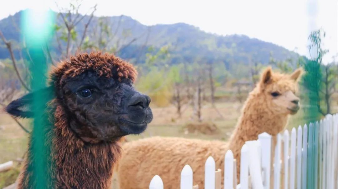 野花农场度假村丨美国纽约丨Auberge Resorts Collection-65