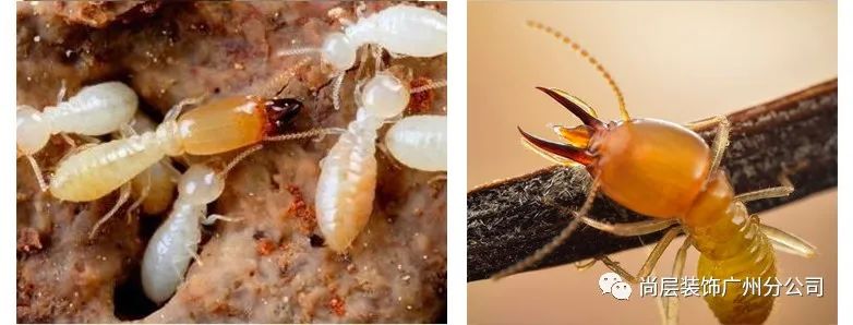 广州别墅白蚁预防处理丨中国广州丨尚层装饰-16