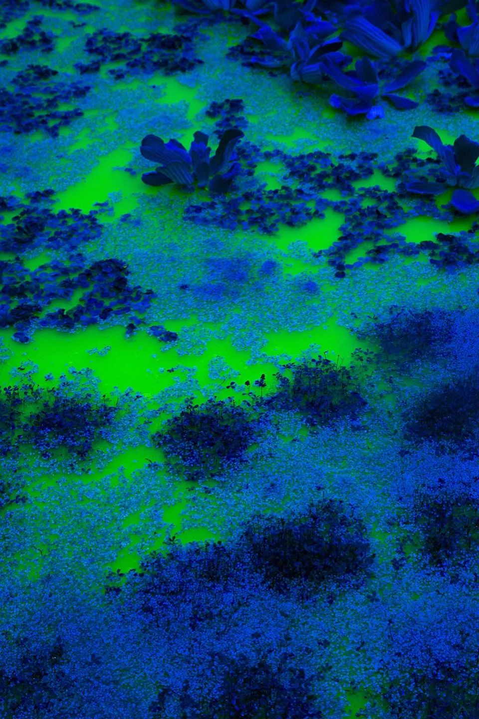 《生命》·融入自然的艺术展览丨Olafur Eliasson-47