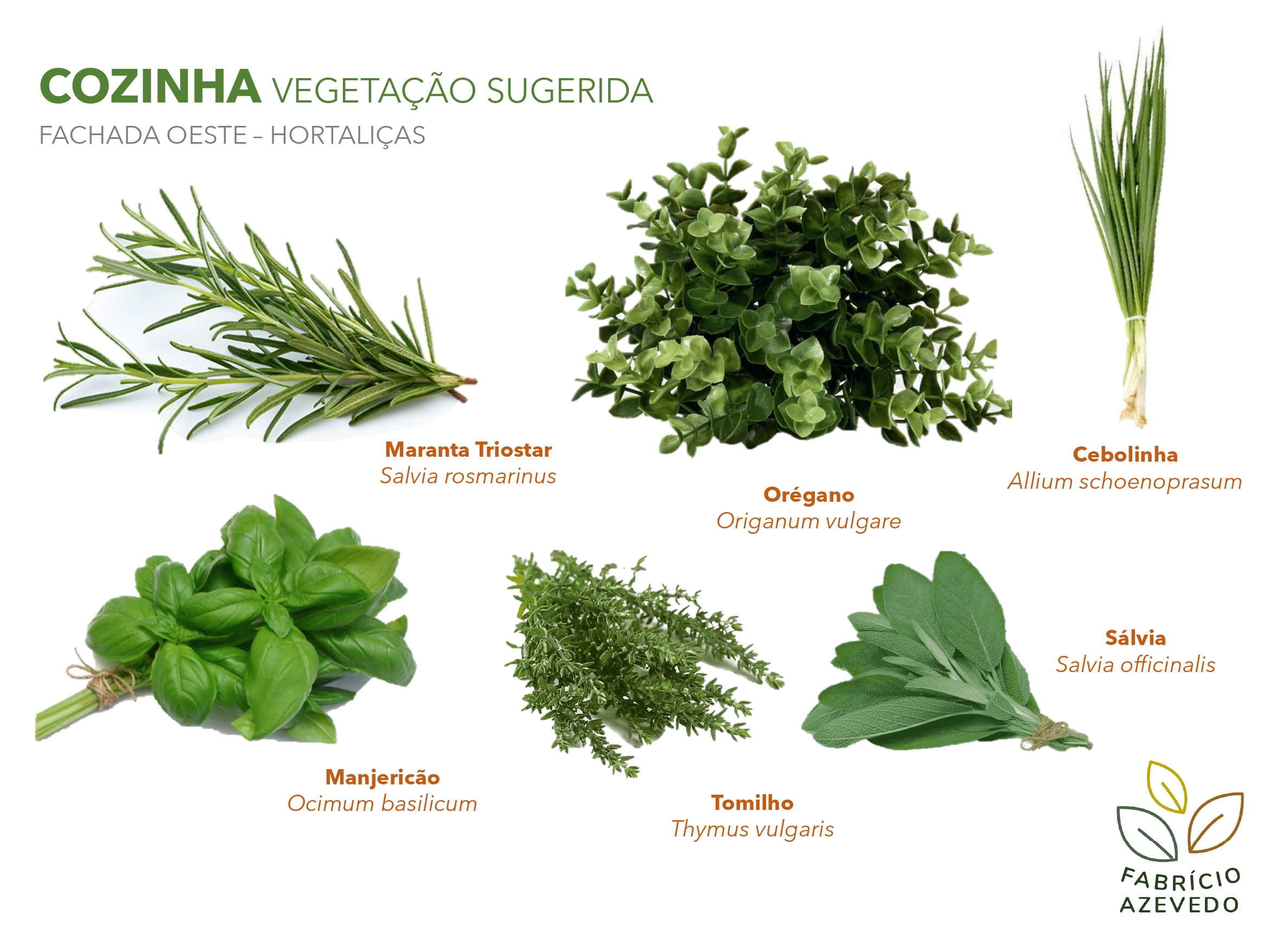 Proposta de Vegetação para Jardineiras - Projeto Thiago-3