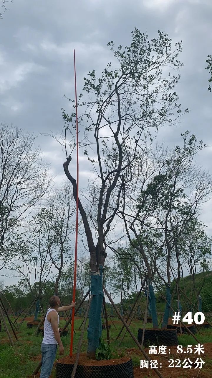 湖南衡阳 148 棵精品乌桕景观设计丨中国衡阳丨看见景观-47