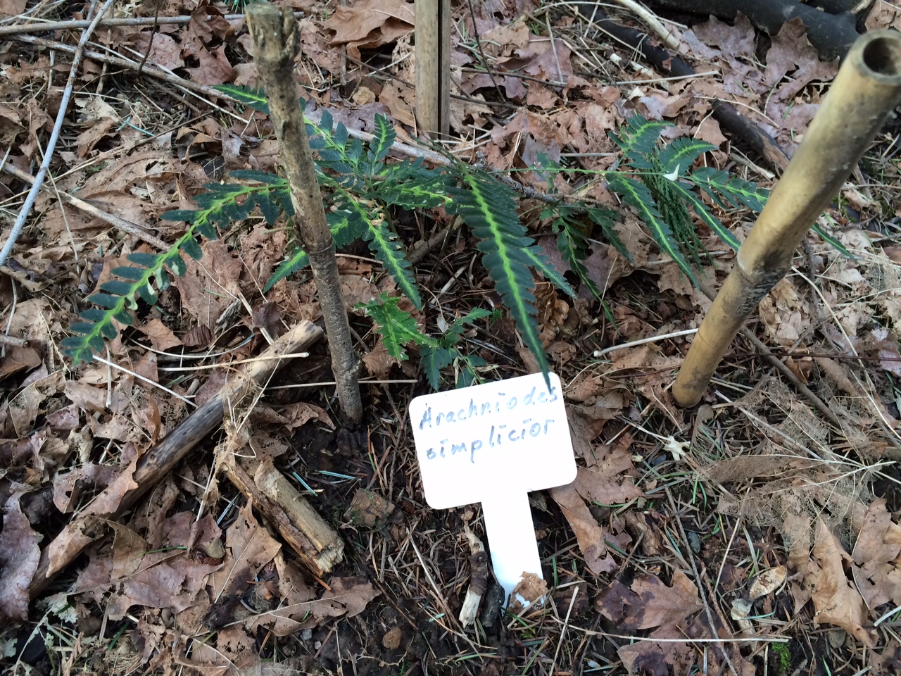 华盛顿公园喜马拉雅云林花园丨美国华盛顿-38