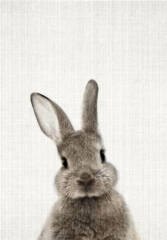 宠物元素合集 乾唐画业 软装挂画-4