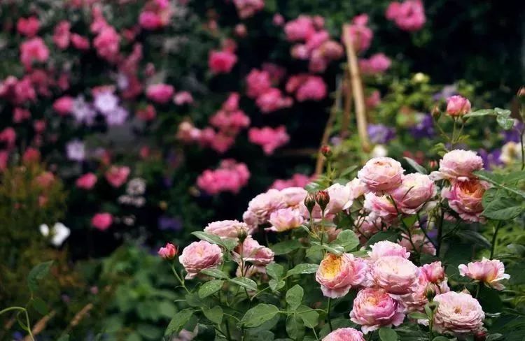她花了4年，用月季，铁线莲，绣球把农村破败的小院打造成了花海，惊艳了时光-25
