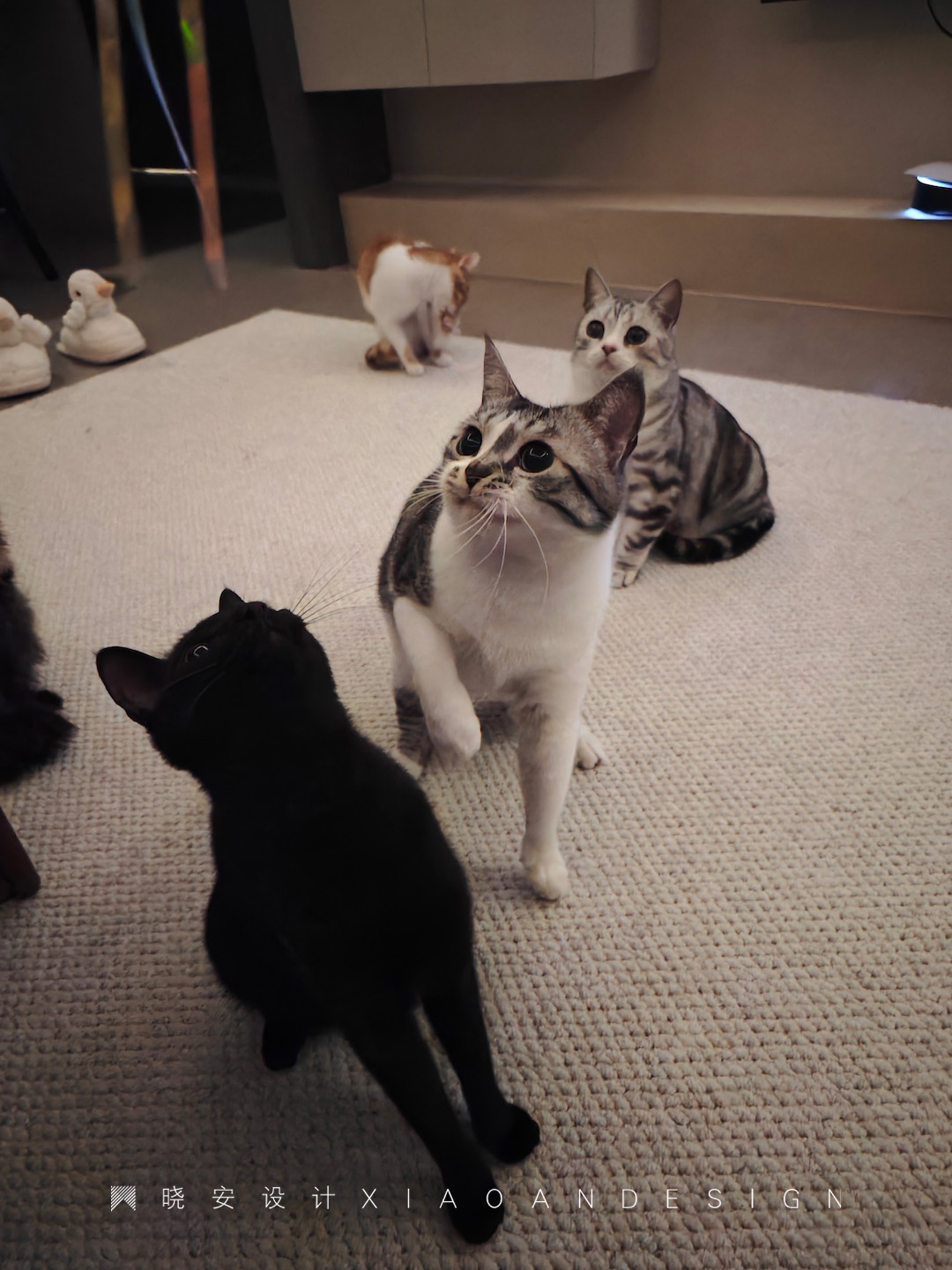 萌宠+二人世界,微侘寂美学戳中心巴丨晓安设计-32