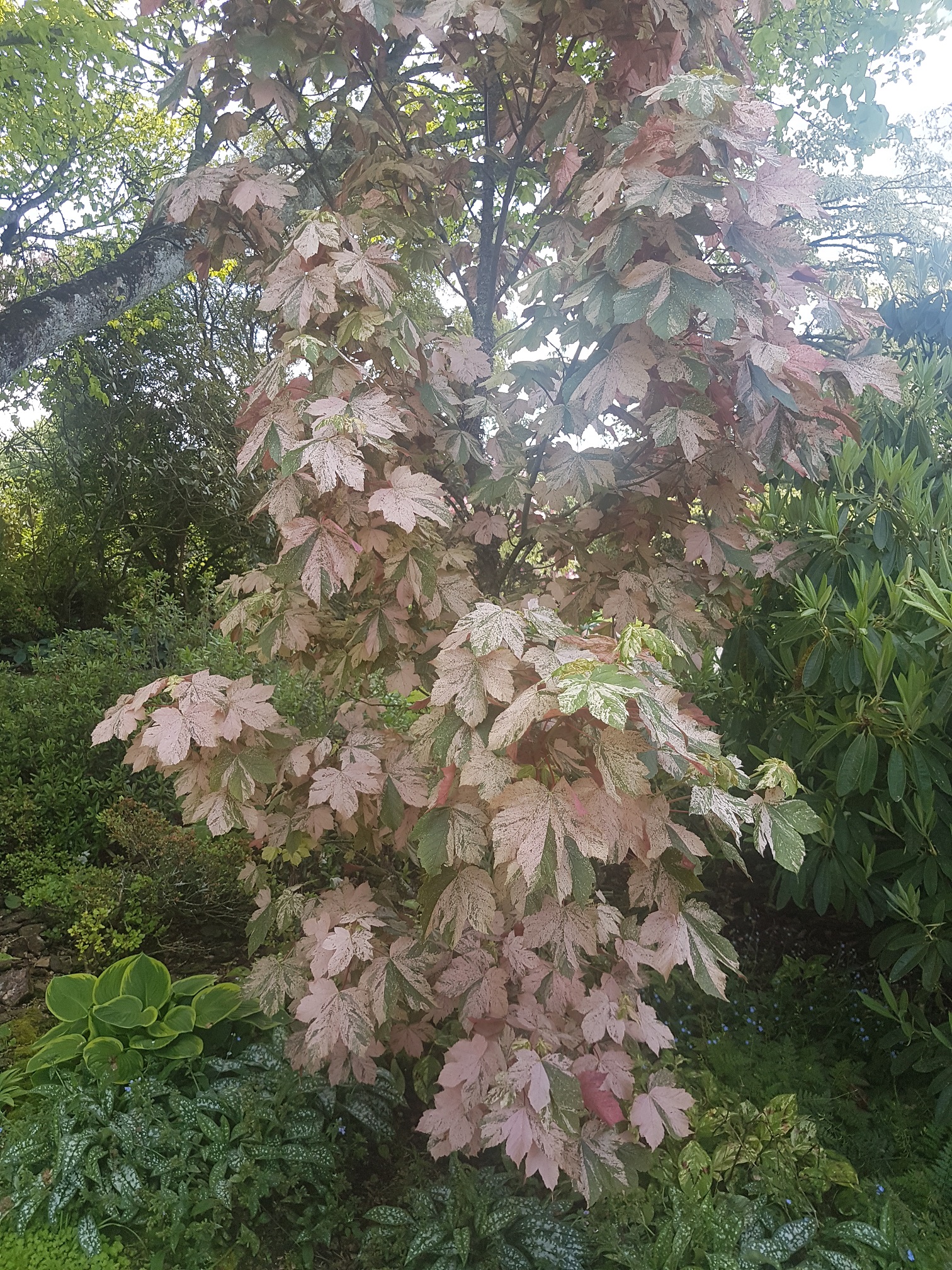 Cairnhill私人花园-13