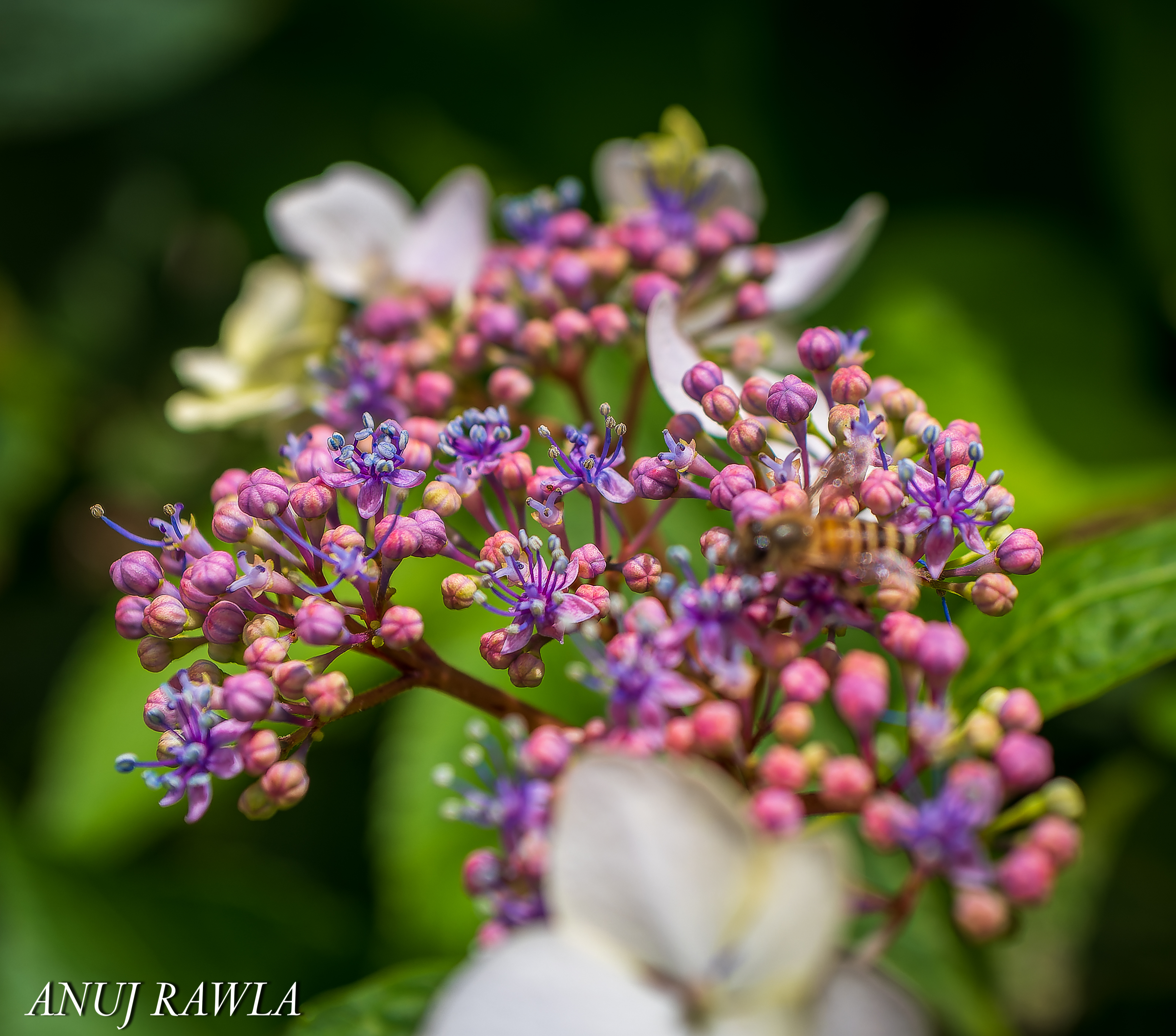 Wildflower Hall - August 2021-50