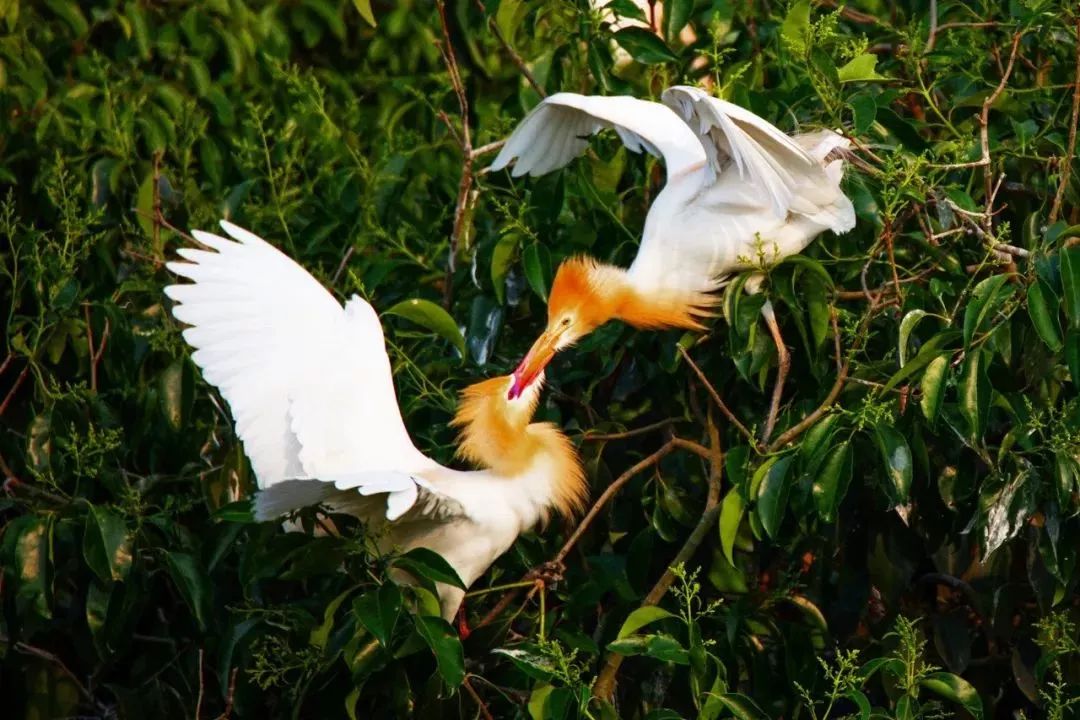 废弃庄园变鹭鸟天堂 | 400㎡中式宅院与 30 亩森林的共生设计-30
