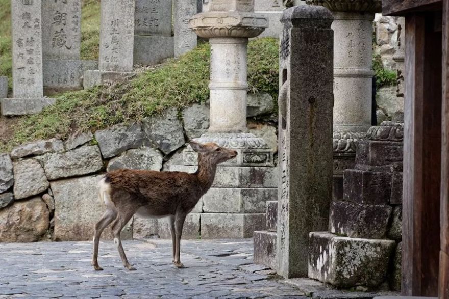 日本寺庙建筑魅力 | 传统与现代的完美融合-25