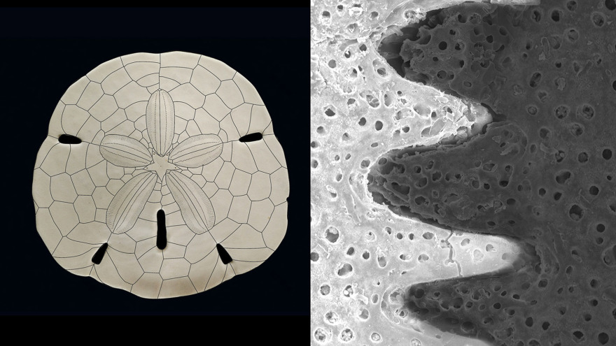 仿生木质展亭 | 数字化创新与高效生态设计-103