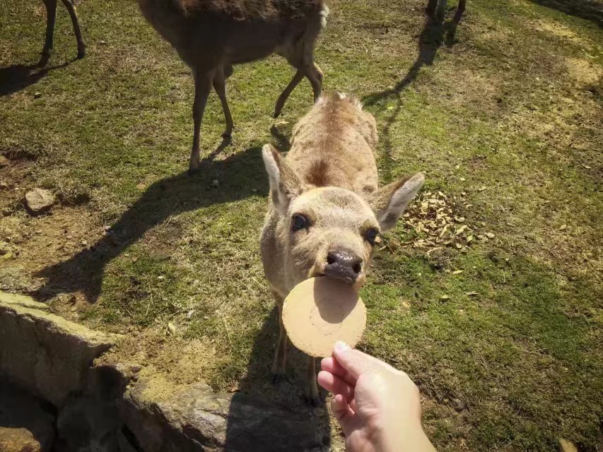成都 130 平简美风家居,浪漫麋鹿元素满屋-22