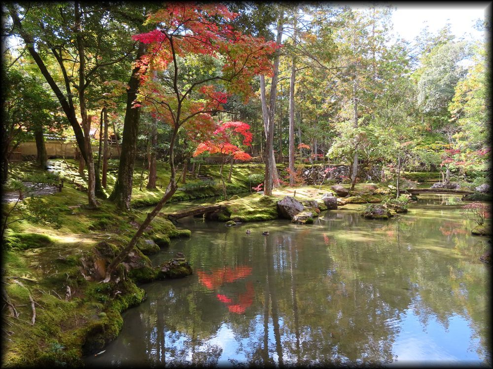 苔寺（西芳寺）的苔庭（黄金池,金刚池）丨日本京都丨梦窗疎石-46