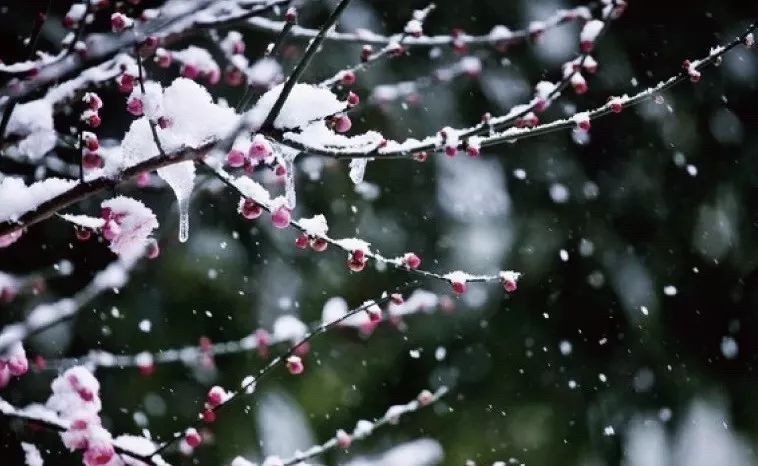 雪竹煮茶 | 冬日里的生活艺术-105