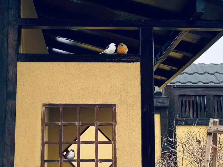 上海日式庭园民宿丨中国上海丨民宿主人-44