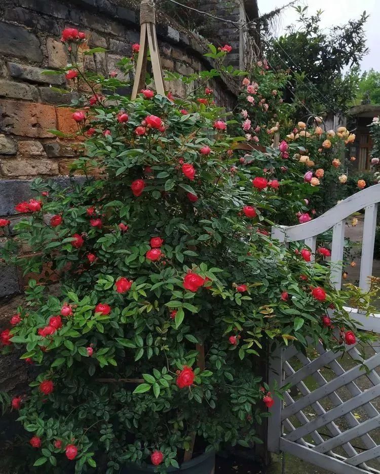 她花了4年，用月季，铁线莲，绣球把农村破败的小院打造成了花海，惊艳了时光-44