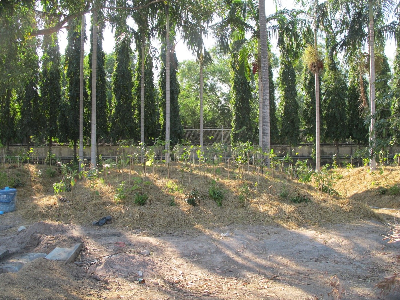 泰国 PTT 保护带和缓冲区景观-7