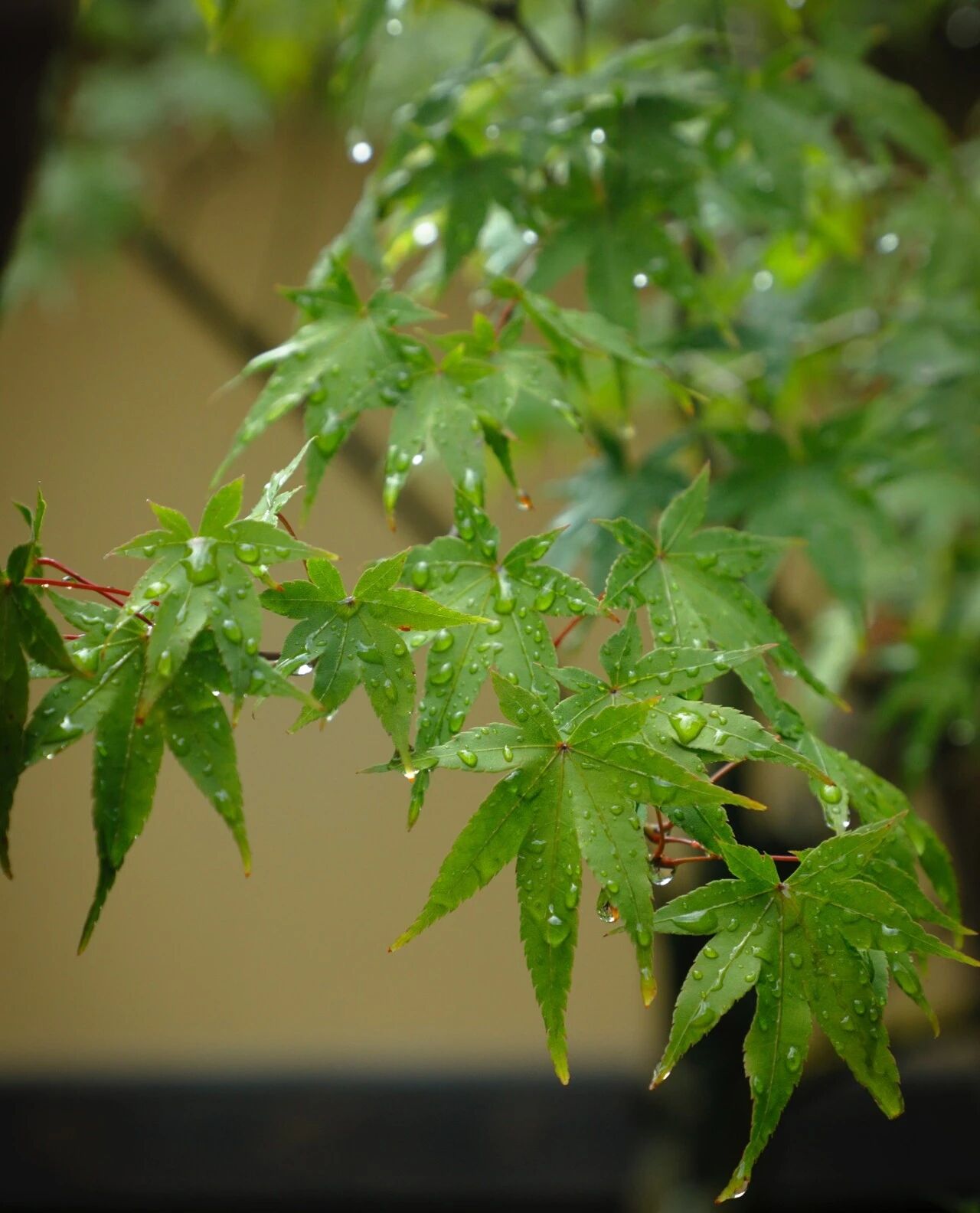 POYUEN JI Kyoto（宝元纪京都）精品茶室丨日本京都-56