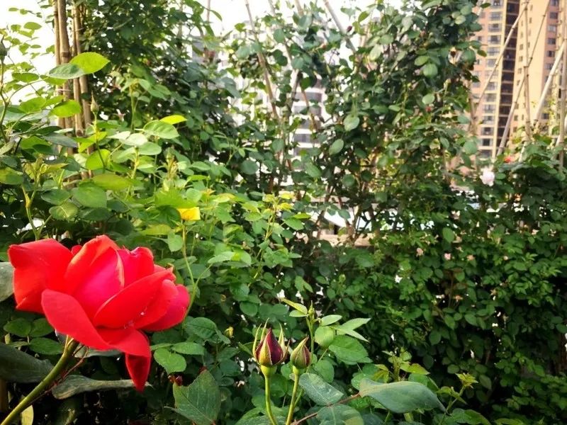 不惑之年，他自己动手建了一座楼顶花园，养花种菜喂鱼……-106