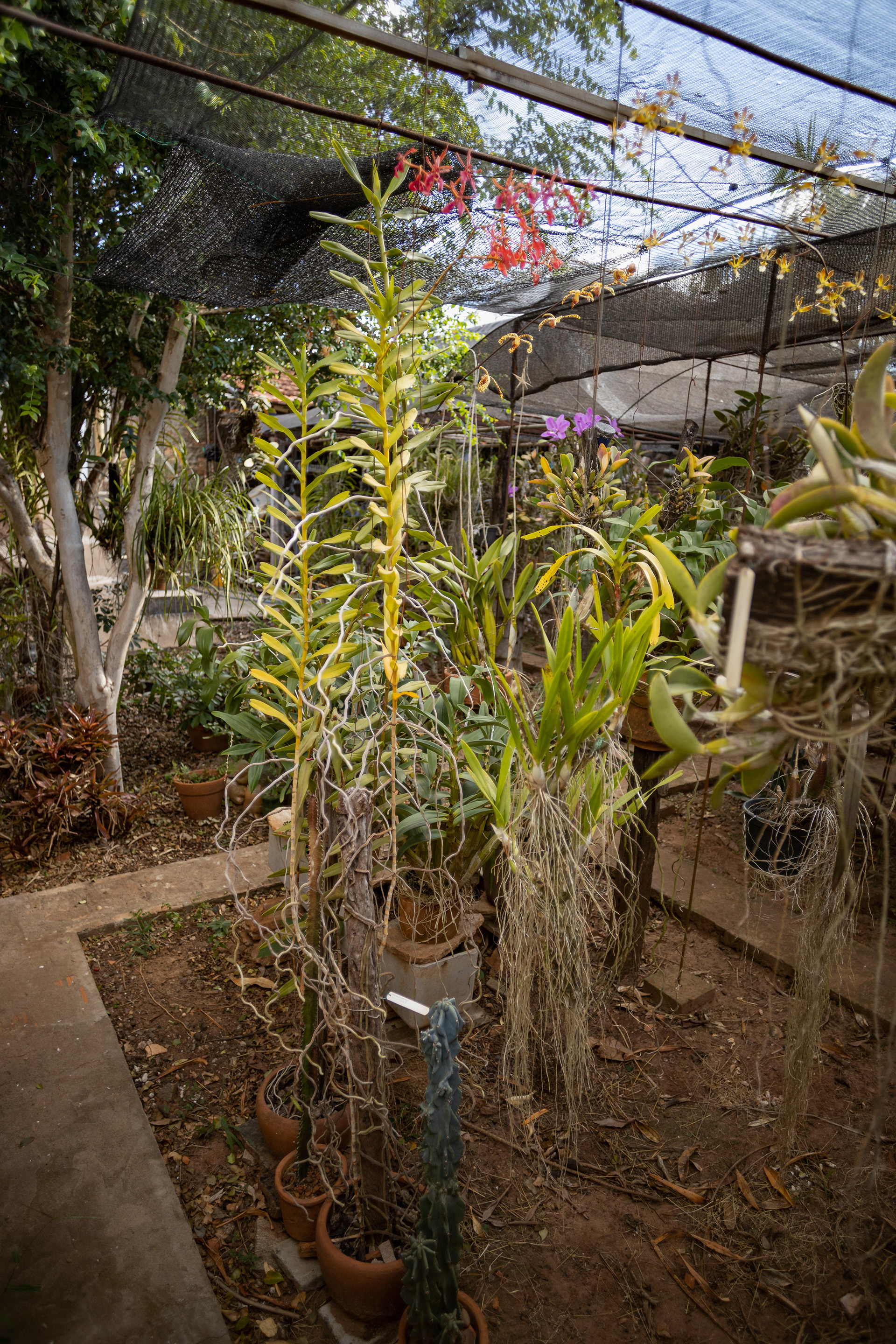 室内植物设计-51