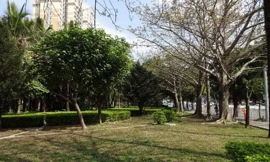 深圳罗湖“三横四纵”绿廊生活-55