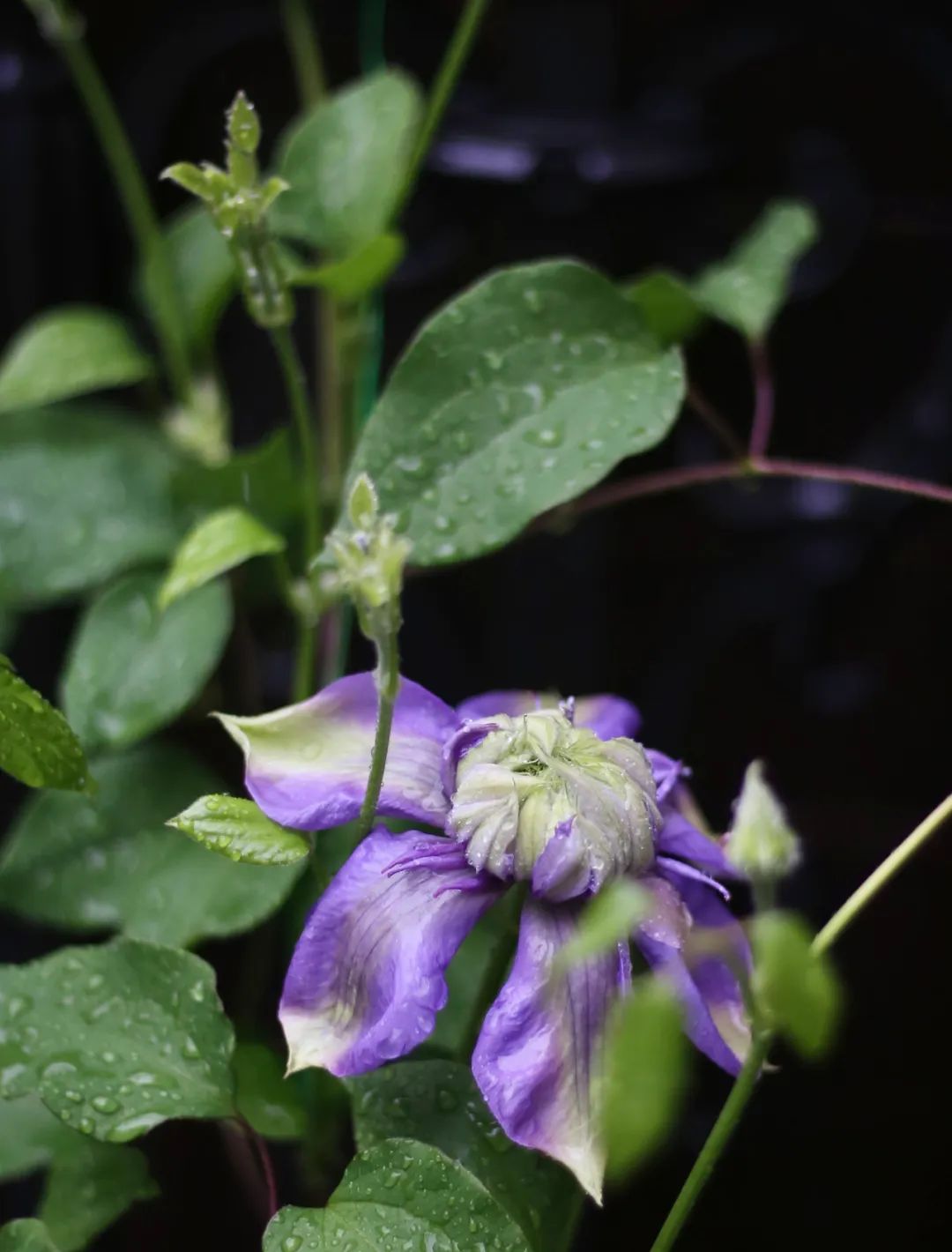 四月天小院丨禾景装饰工程有限公司-42