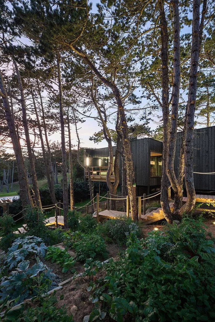 乡村松树树屋，与自然共生的设计奇迹-8