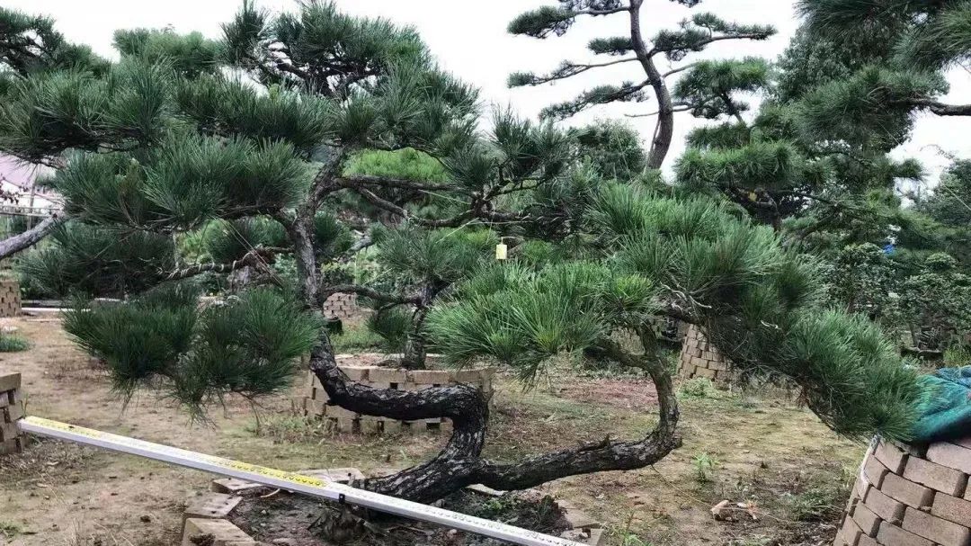 上海商船会馆花园丨中国上海丨上海北斗星景观设计工程有限公司-12