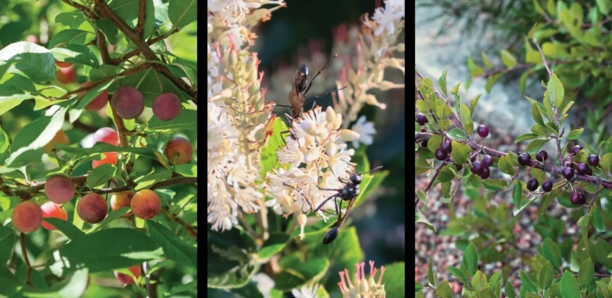 越橘之家丨美国丨Matthew Cunningham Landscape Design-37