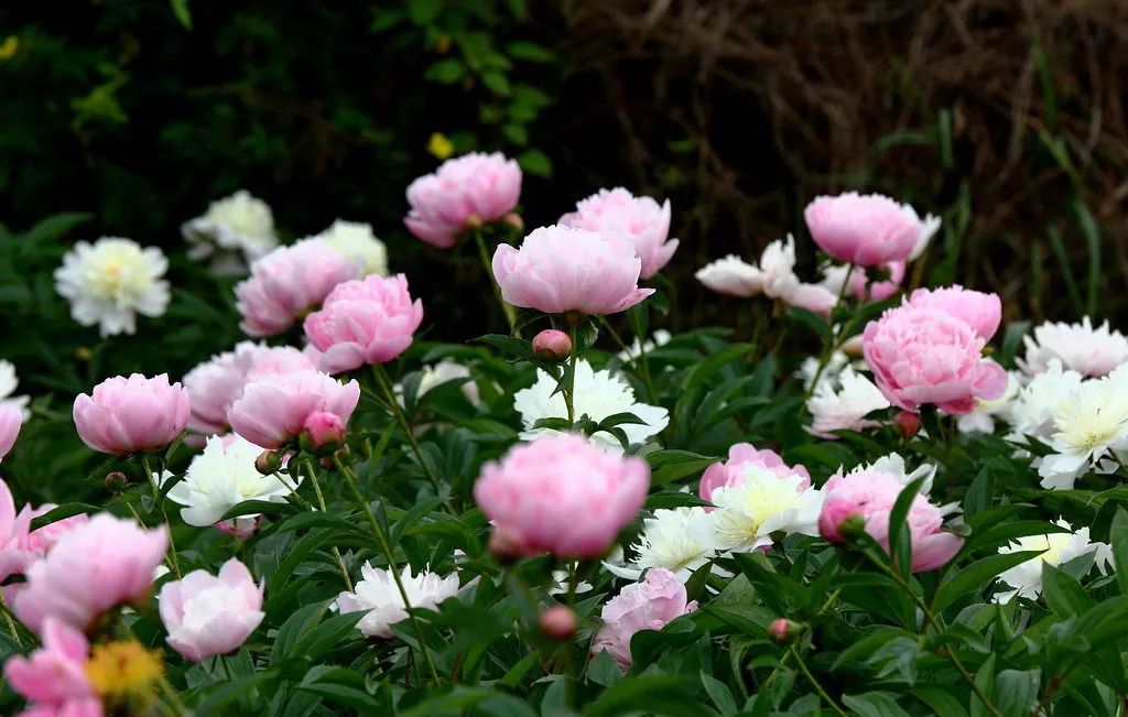 牡丹养护攻略 | 花园中的花中之王-35