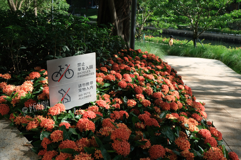 深圳中心河城市绿洲景观改造丨中国深圳丨翰博设计,上行线设计(UPD)-4