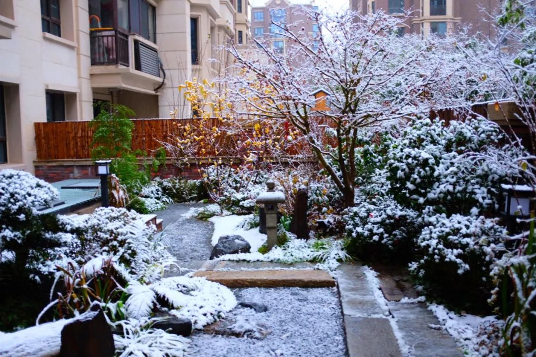 禅意花园里植物的那些事-14