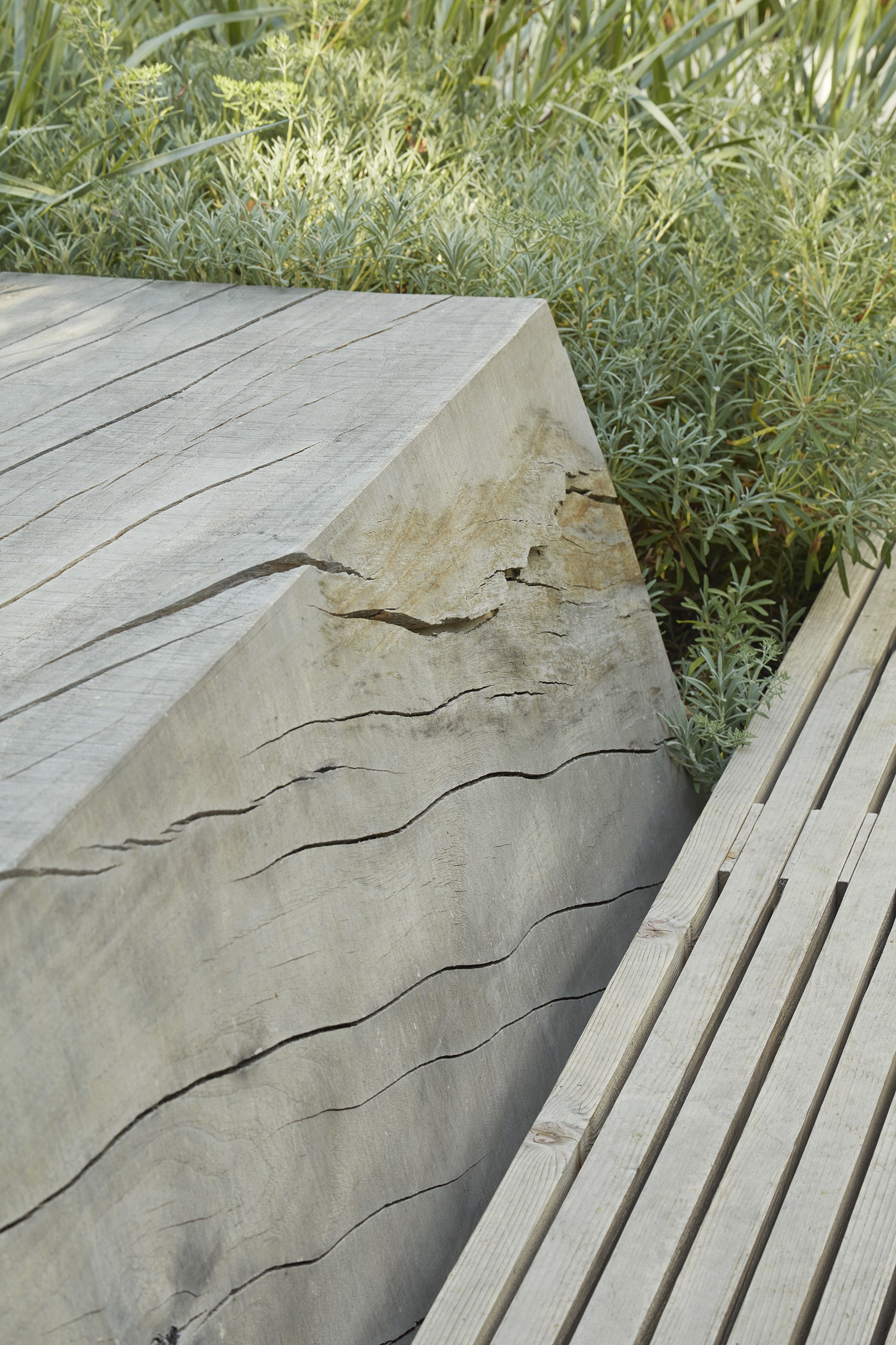 门前野趣丨TERREMOTO-60