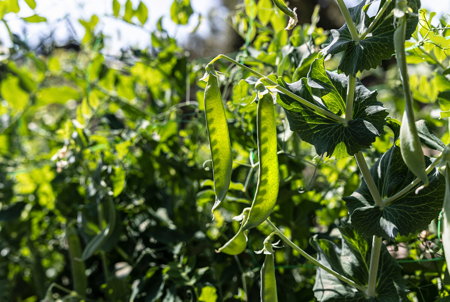 普罗旺斯奢华度假酒店丨法国-76