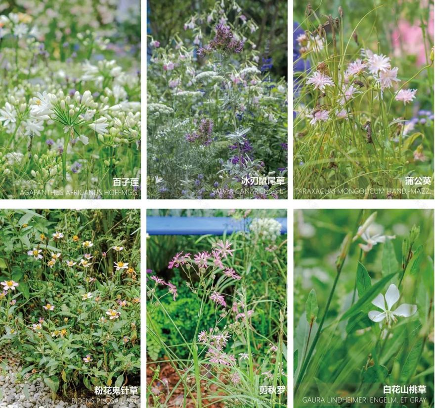 无界丨中国深圳丨林俊英景观工作室-87