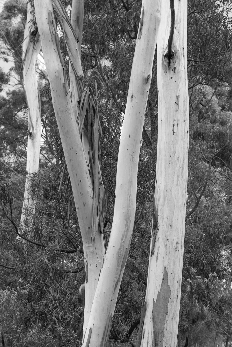 Autumn Monochromes in Anaiwan and Kamilaroi Country-7