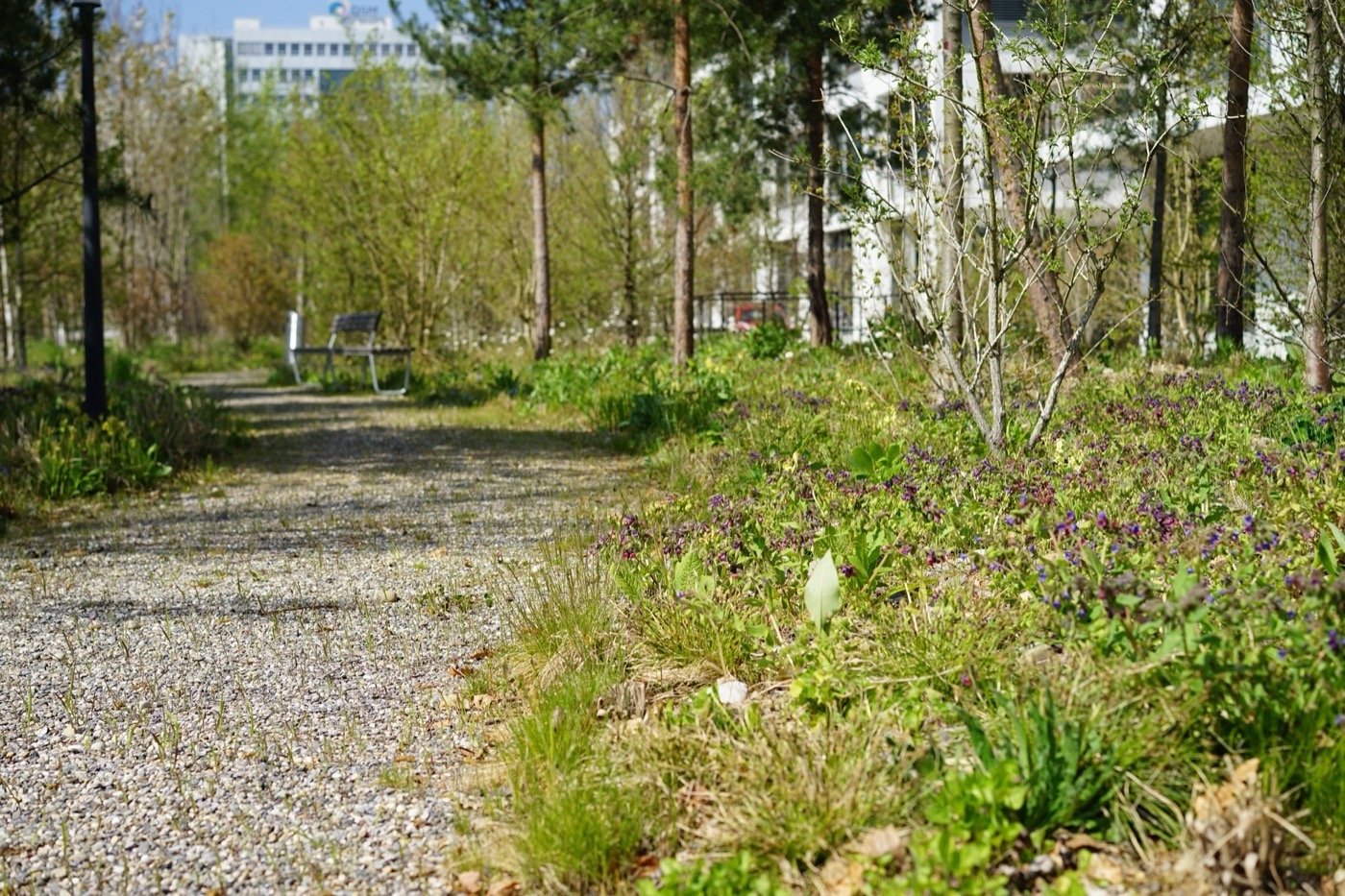 瑞士中央公园罗氏校园丨Bryum-26