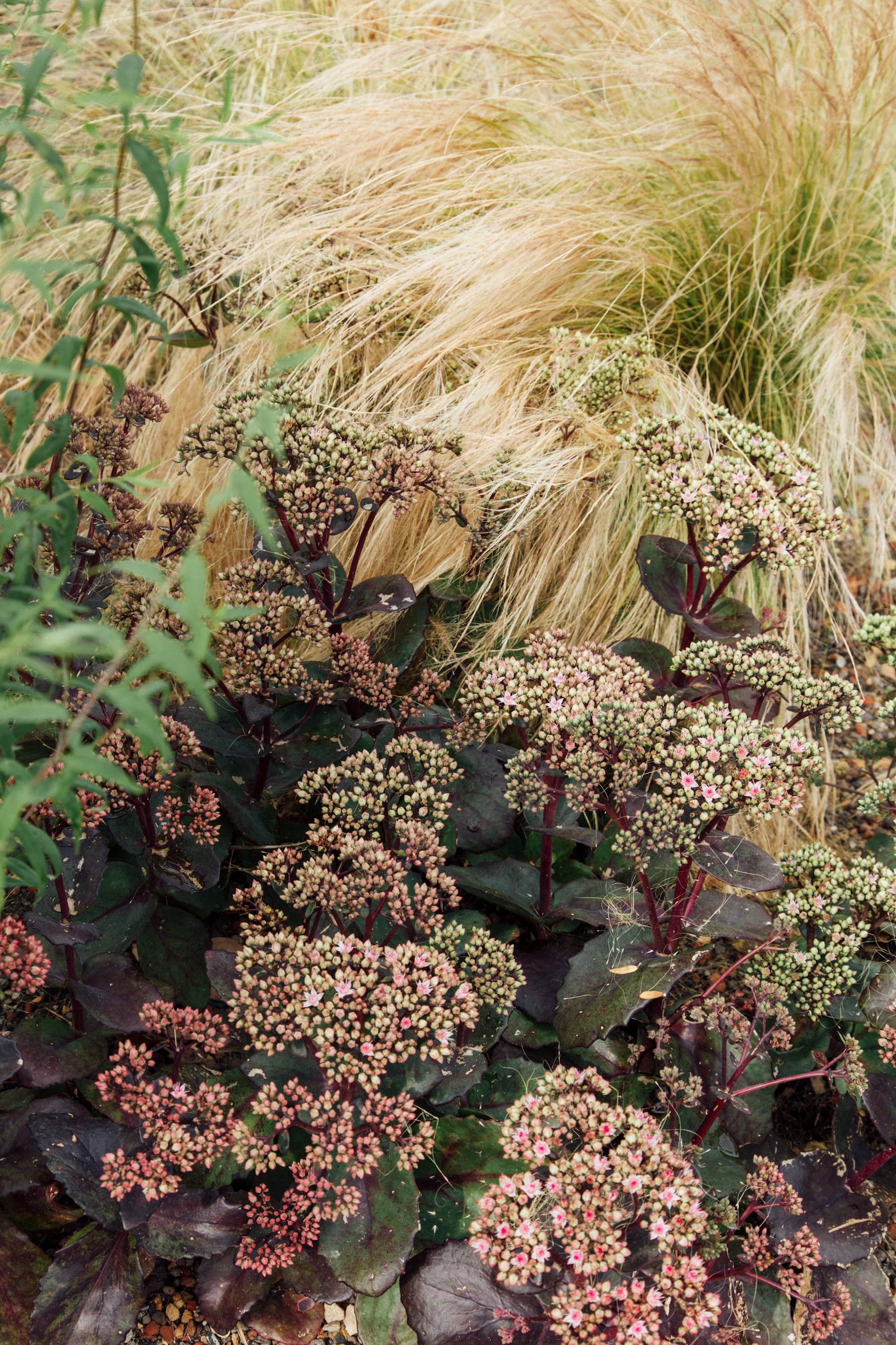 丹麦腓特列斯贝,感官体验治疗屋顶花园-35