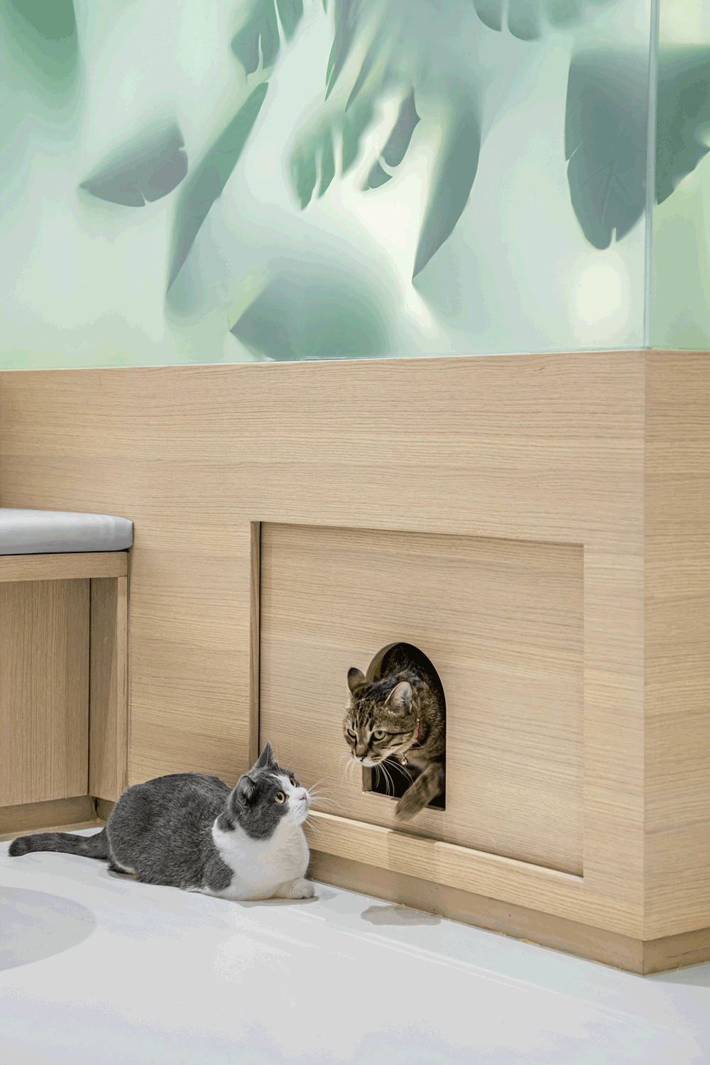 来自铲屎官的宠爱,一个高颜值人气猫咖-56