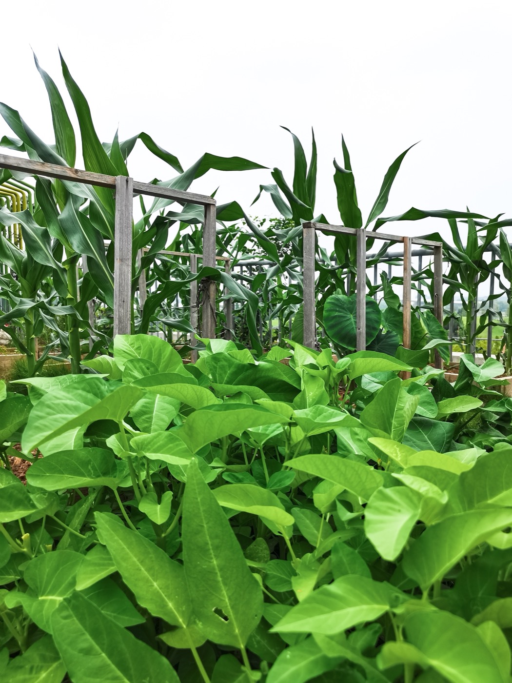 南京志远外语学校天空之园丨中国南京丨南京林业大学风景园林学院团队-34