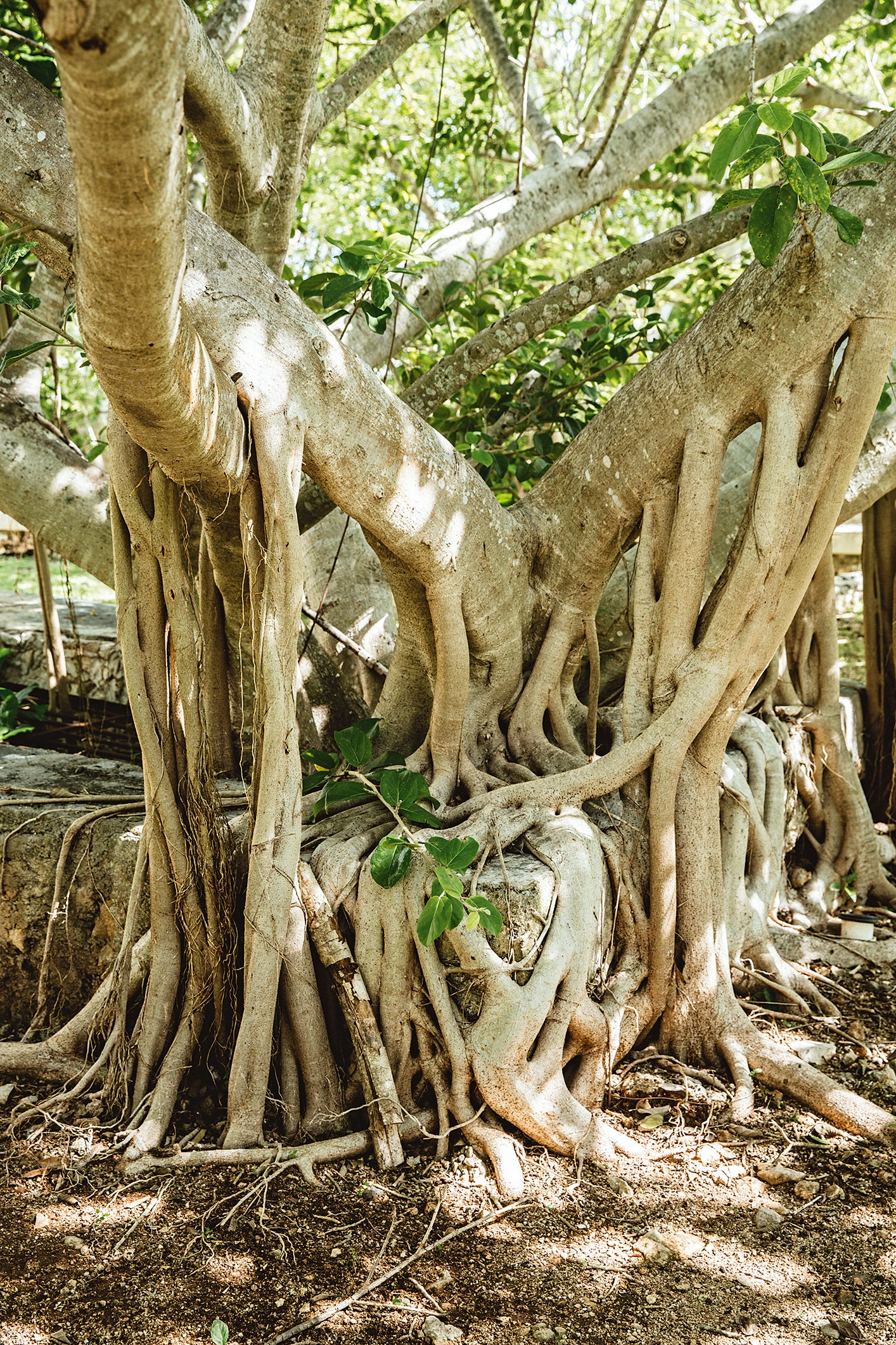 墨西哥遗忘的庄园重生-8