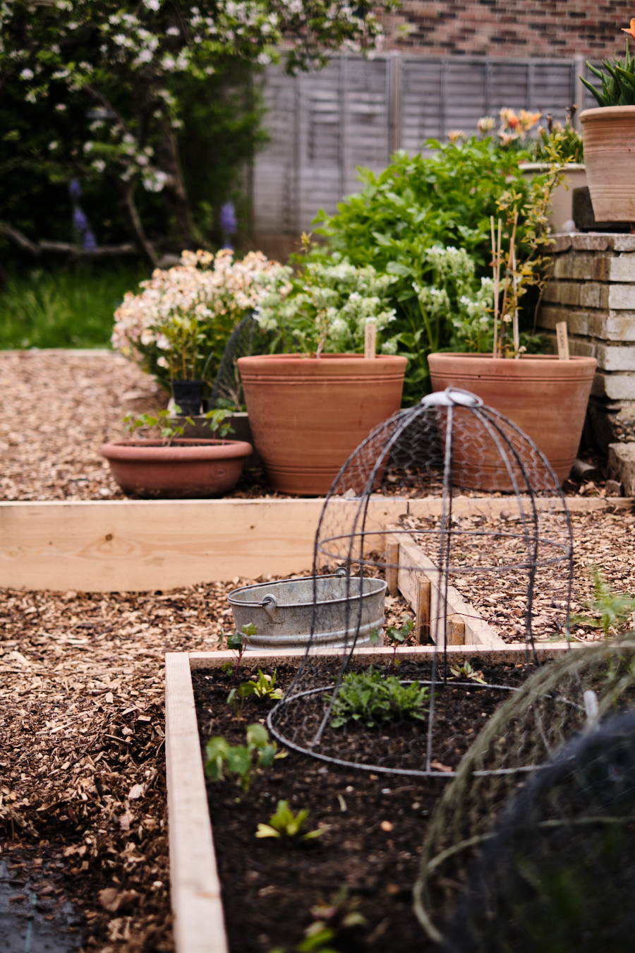 Creating a cottage garden - Lobster and Swan-31