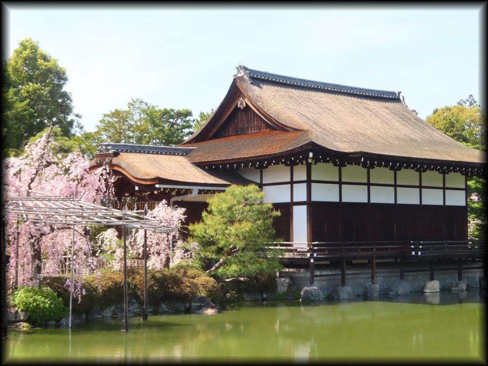 平安神宮の桜相关景观丨日本京都-28