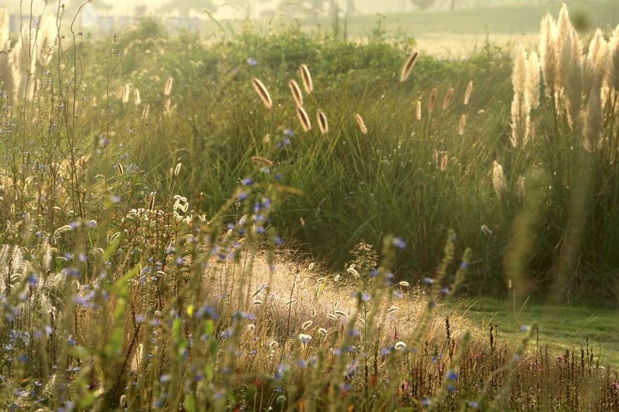 多岛海野草公园丨中国日照丨孔祥伟工作室-116
