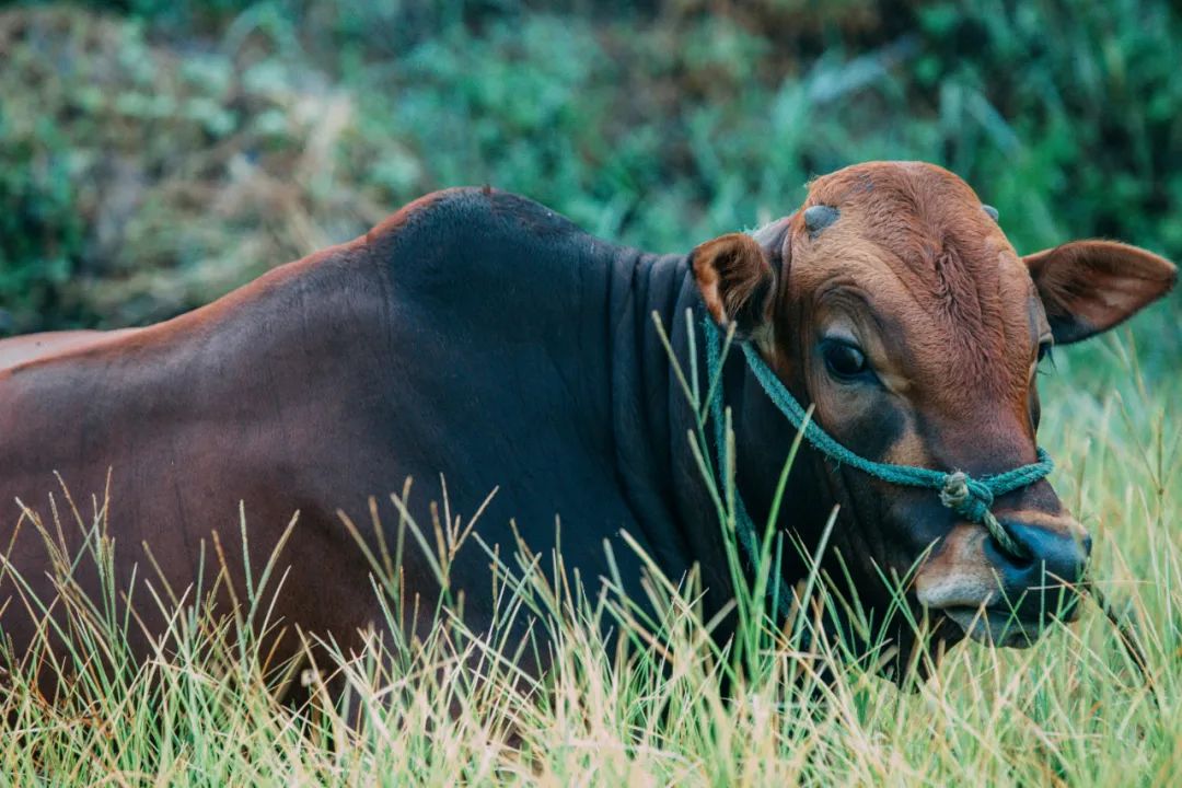 中南菩悦·春山听湖 | 山水之间的精神栖息地-22