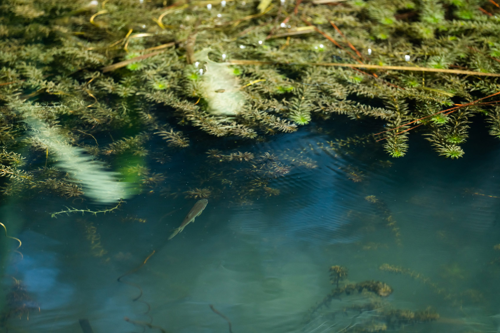 西湖高尔夫丨中国杭州丨NCD Studio 玖鹿设计-63