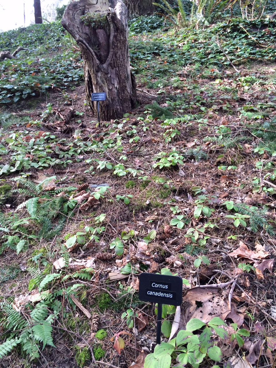 华盛顿公园喜马拉雅云林花园丨美国华盛顿-21