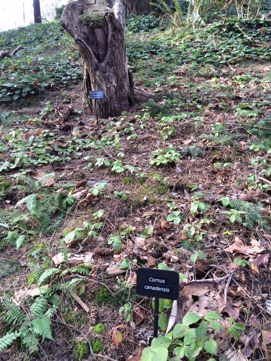 华盛顿公园喜马拉雅云林花园丨美国华盛顿-21