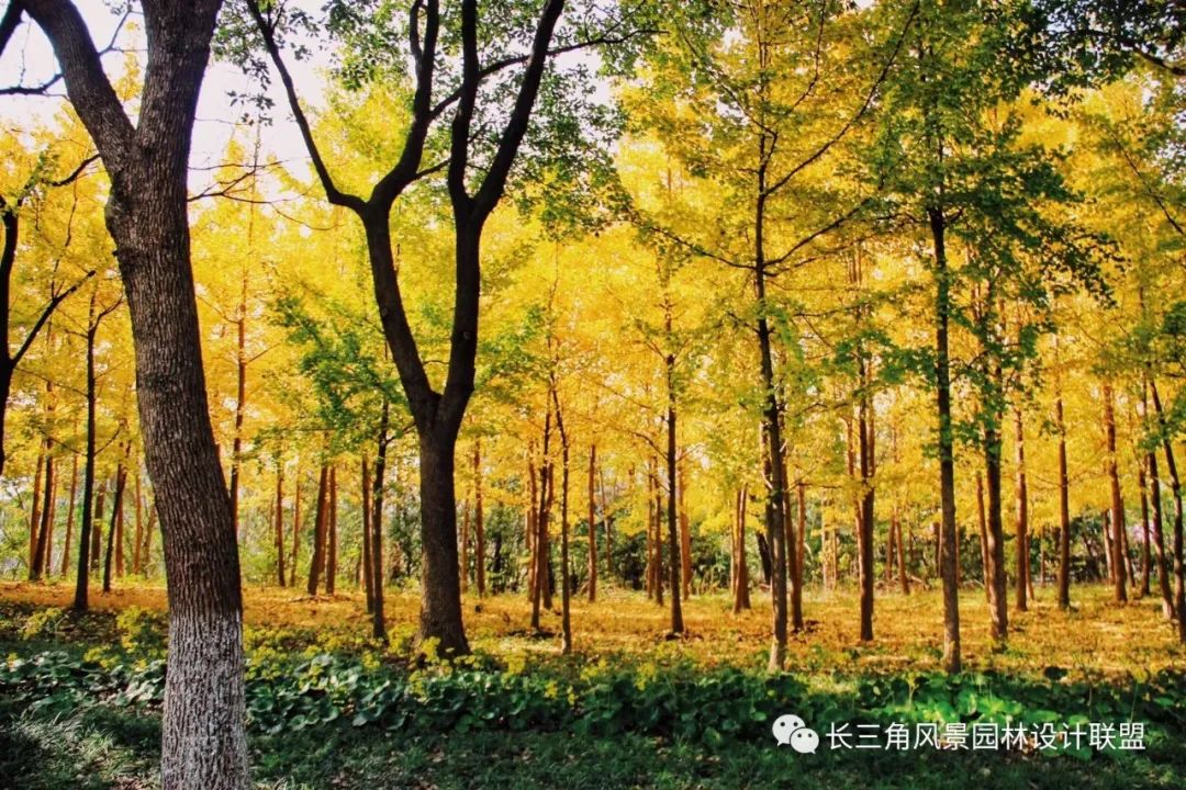 昆山市城市生态森林公园丨苏州园林设计院-37