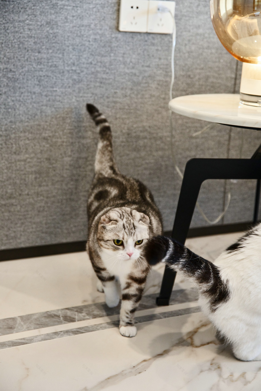 一屋两猫三餐四季丨中国杭州丨力设计-66