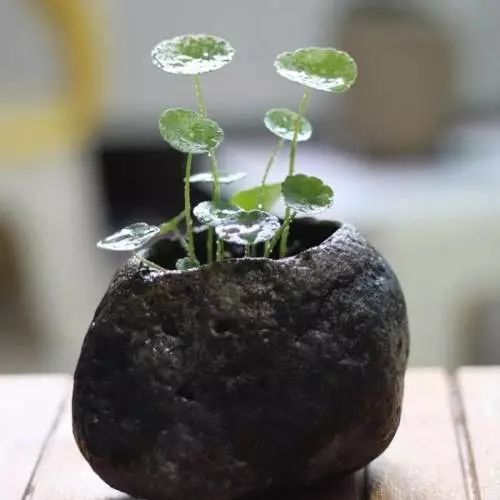 案上花草，闲时观 | 品味室内设计中的自然美学-25